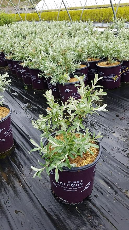 Salix Candida Iceberg Alley (Sageleaf Willow) Shrub, 2-Size Container, Silvery Foliage