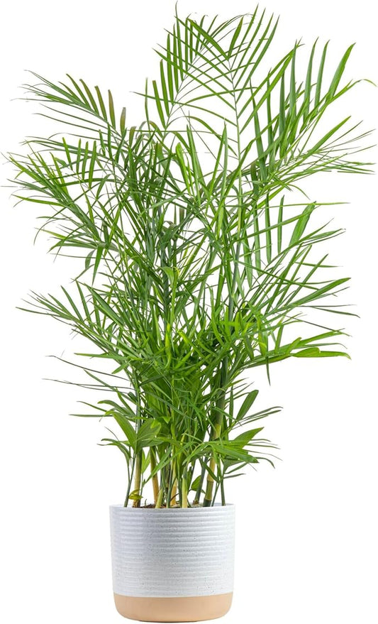 Costa Farms Bamboo Palm, Easy to Grow Houseplant, Live Indoor Plant Potted in Decor Plant Pot, Room or Office Decor, 3-4 Feet Tall