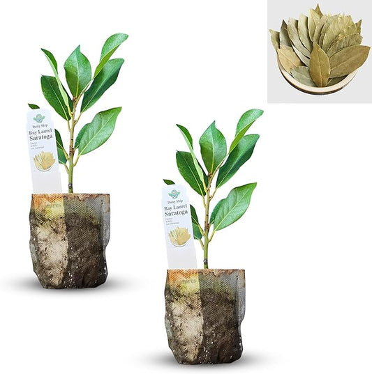 Mediterranean Bay Leaf, Bay Laurel Live Plant. Saratoga Variety - Laurus Nobilis. Live Plant. Fragrant, Fresh, Edible. Best for Pot Planting and Indoor. Mild Flavor. (2 Saratoga Plants in Sac)