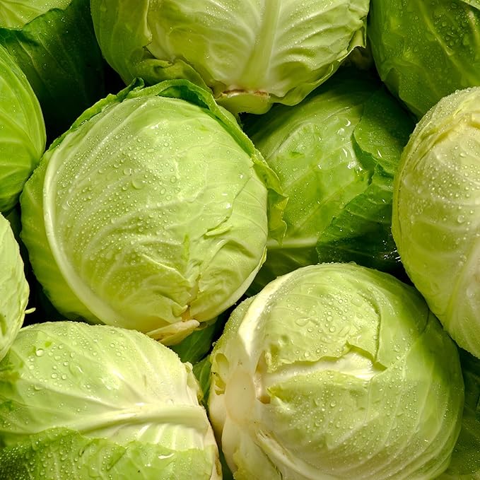 Copenhagen Market Cabbage Seeds for Planting, Over 280 Seeds – Non-GMO, Heirloom – Woods Creek Seeds