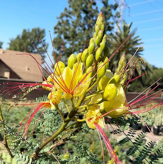 CHUXAY GARDEN Rare Yellow Bird of Paradise Seeds for Planting Outdoors Caesalpinia Gilliesii Seed 5 Seeds Perennial Drought Tolerant Poinciana Shrub Showy Privacy Plant Ornamental Flower