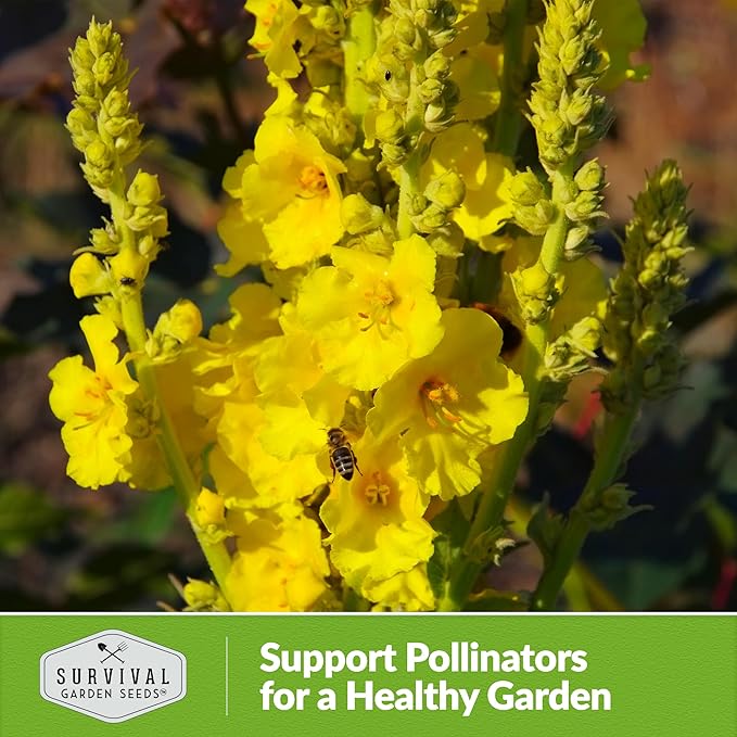 Mullein Seed for Planting - 3 Packets with Instructions to Plant and Grow Medicinal Herb Common Mullein in Your Home Vegetable Garden - Non-GMO Heirloom Variety - Survival Garden Seeds