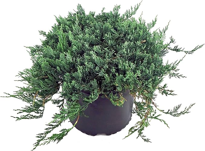 Blue Rug Juniper, blue leafed evergreen plant in 3 Gallon pot - Juniperus Horizontalis 'Wiltonii'