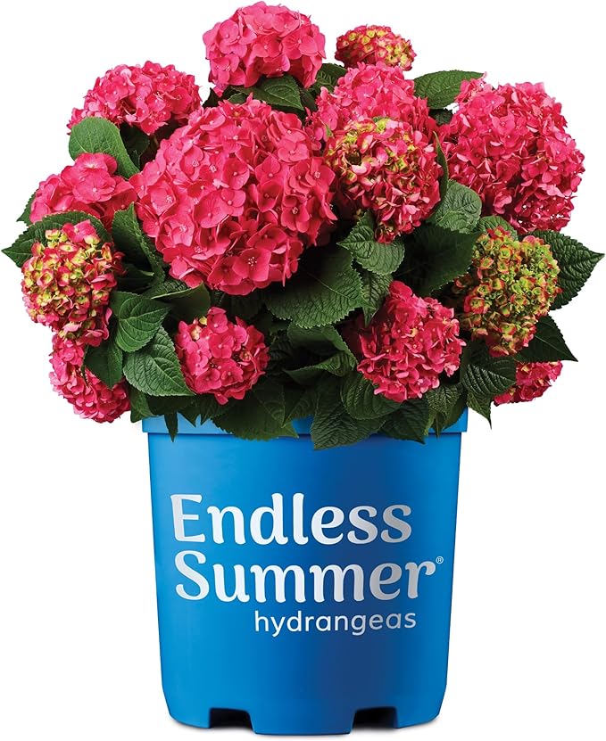 2 Gal. Summer Crush Hydrangea Shrub