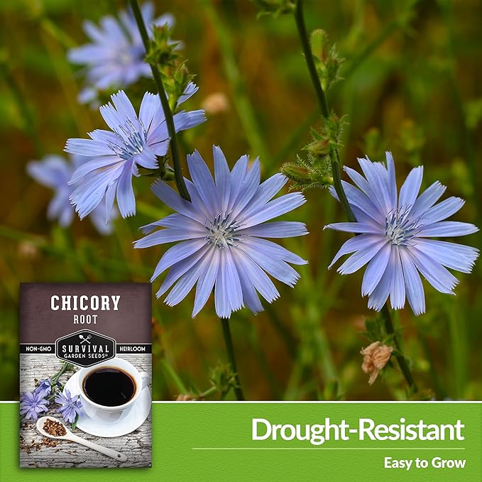 Root Chicory Seed for Planting - 5 Packets with Instructions to Plant and Grow Coffee Chicory in Your Home Vegetable Garden - Non-GMO Heirloom Variety - Survival Garden Seeds