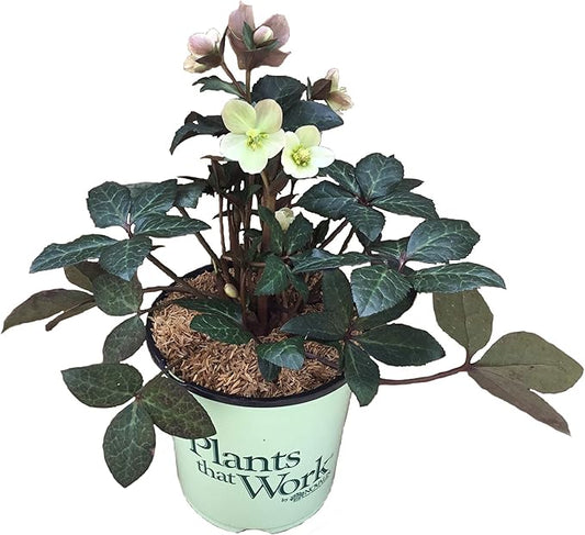 Gold Collection Merlin Lenten Rose - Helleborus Merlin - 19cm