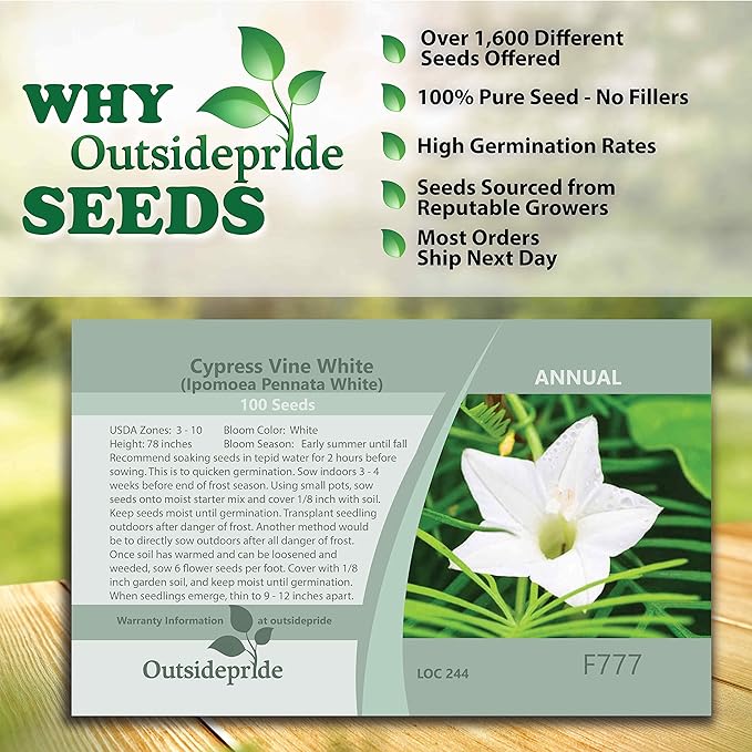 Outsidepride 100 Seeds Annual White Cypress Vine Flower Seeds for Planting