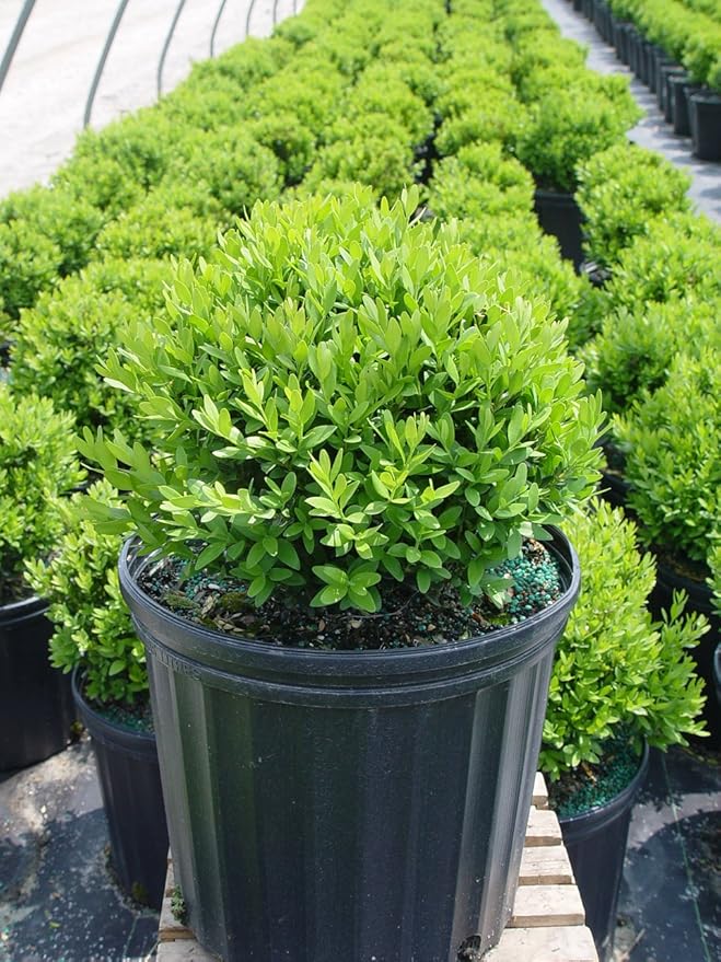 Buxus micro. 'Tide Hill' (Boxwood) Evergreen, spreading form, #2 - Size Container