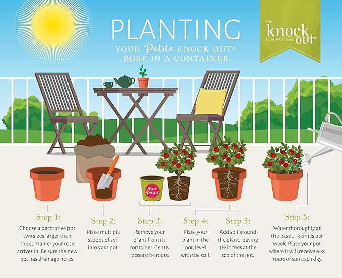 6qt Petite Knockout Red Rose