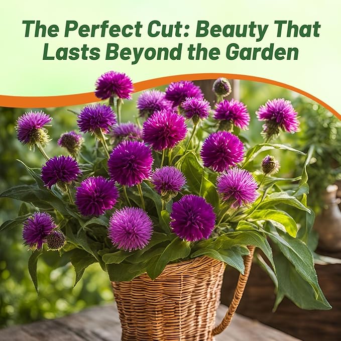 Outsidepride 2000 Seeds Annual Purple Gomphrena Globosa Flower Seed for Planting