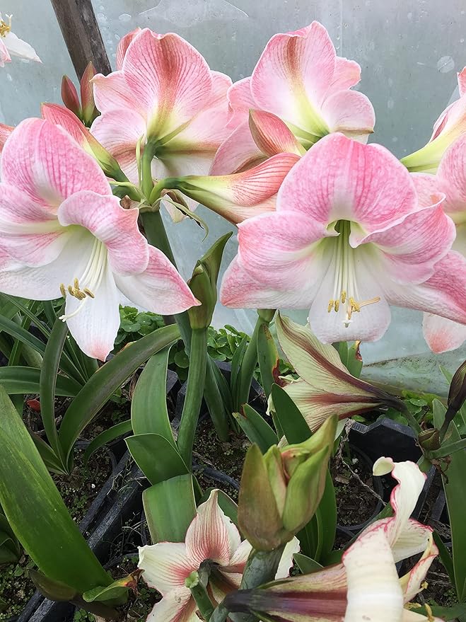 Amaryllis Apple Blossom Huge Bulb 28-36cm! Great Holiday Gift! Easy Grow Bulbs!