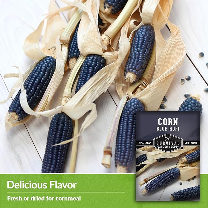 Blue Hopi Corn Seeds for Planting - 5 Packets with Instructions to Plant and Grow Heritage Blue Maize in Your Home Vegetable Garden - Non-GMO Heirloom Variety - Survival Garden Seeds