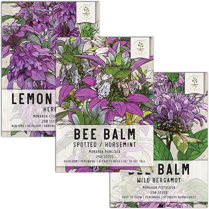 Seed Needs, Bee Balm Seed Packet Collection (3 Individual Varieties of Seed for Planting) Non-GMO & Untreated