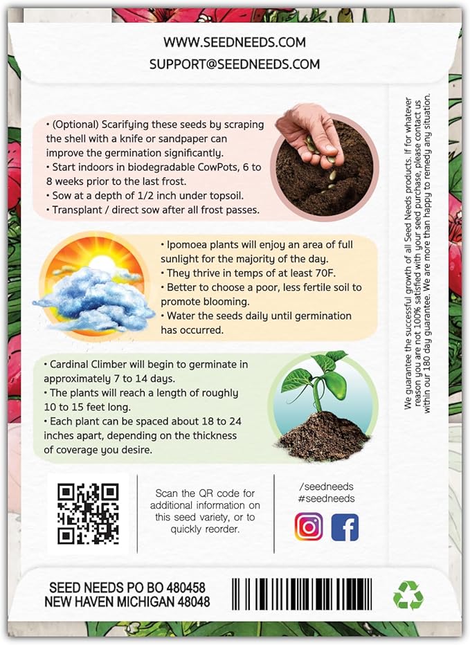 Seed Needs, Cardinal Climber Seeds - 100 Heirloom Seeds for Planting Ipomea Quamoclit - Open Pollinated & Untreated, Attracts Pollinators (2 Packs)