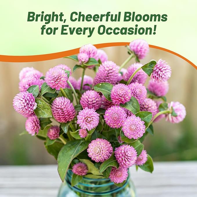 Outsidepride 1000 Seeds Annual Salmon Gomphrena Globosa Flower Seed for Planting