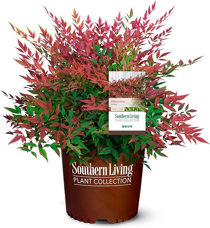 Southern Living Obsession Nandina 2 Gal, Bright Red Foliage