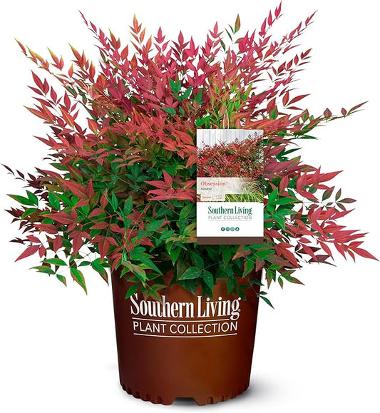 Southern Living Obsession Nandina 2 Gal, Bright Red Foliage