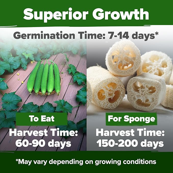 HOME GROWN Luffa Seeds 2 Pack (Luffa aegyptiaca) - 80 Heirloom Loofah Seeds. Non-GMO Loofah Gourd Seeds for Planting. High Germination Rate - Make Sponges or Harvest Young Loofahs for Eating