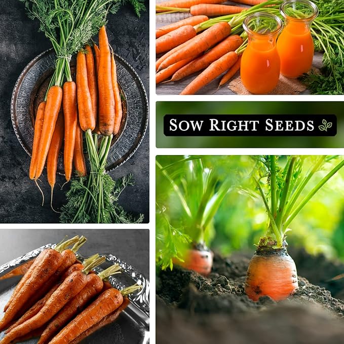 Sow Right Seeds - Imperator 58 Carrot Seed for Planting - Non-GMO Heirloom Packet with Instructions to Plant a Home Vegetable Garden - Indoors or Outdoors - Long Variety, Super Sweet (1)
