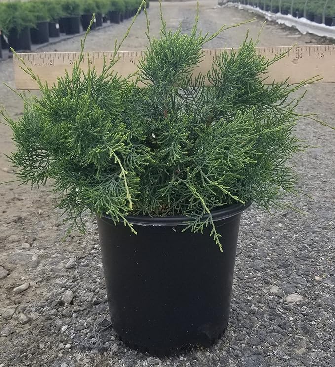 Grey Owl Juniper, evergreen plant in 2 Gallon pot - Juniper Virginiana 'Grey Owl'