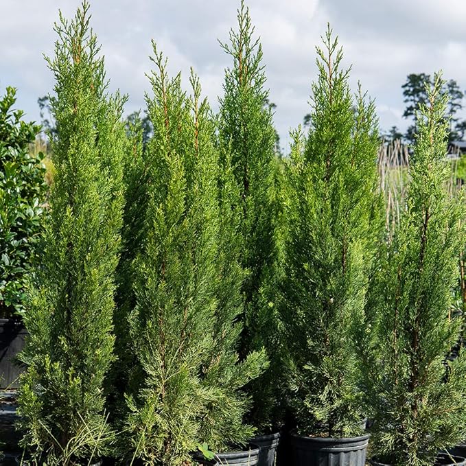 PERFECT PLANTS Italian Cypress Live Plant, 3-4', Includes Care Guide