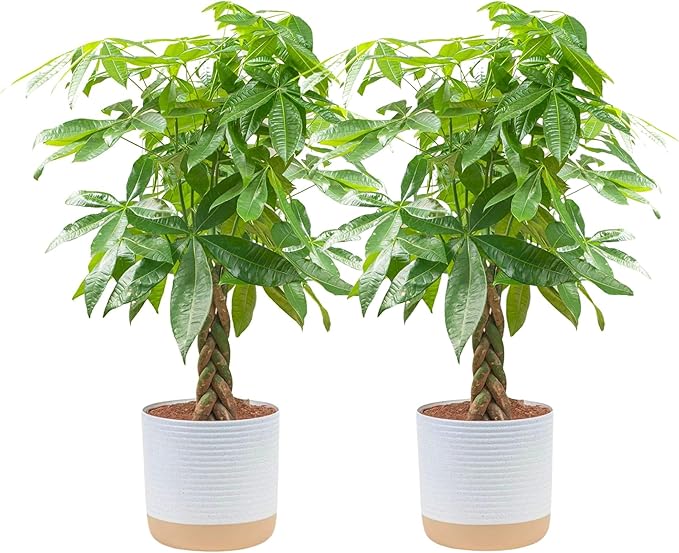 Costa Farms Money Tree Live Plants (2-Pack), Easy to Grow Houseplants in Indoor Garden Pot, Pachira Bonsai in Potting Soil, Birthday, Housewarming, Thank You Gift, Office and Home Decor, 3-4 Feet Tall