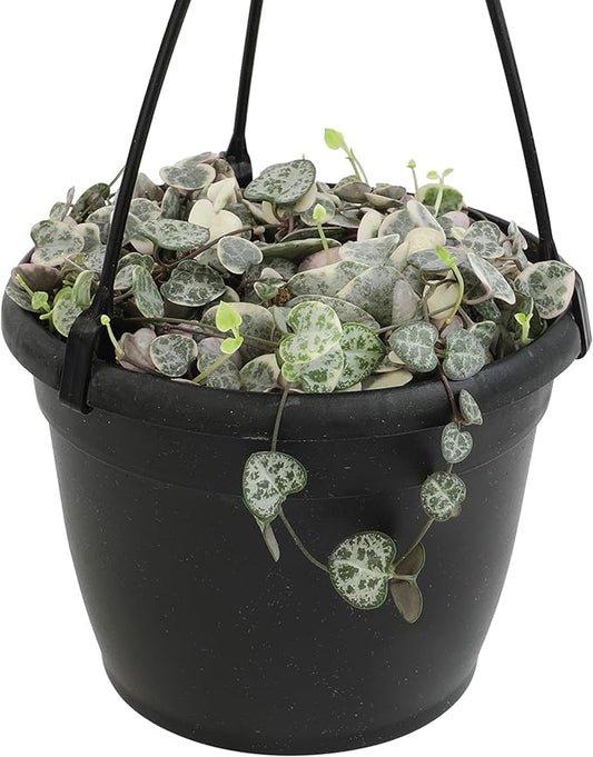 Variegated String of Hearts Hanging Basket, Ceropegia linearis Woodii, String of Hearts Plant Live Succulents Plants Live Houseplants, House Plants Indoors Live Indoor House Plants by Plants for Pets