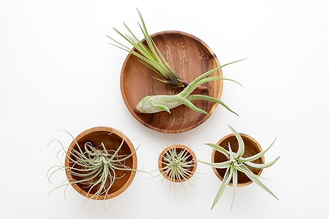 Air Plant Low Light House Plants Box (3PK) Tillandsia Air Plants Live Houseplants Live Indoor Plants Live Succulents Plants Live Terrarium Plants Live, Air Plant Holder Airplant Kit by Plants for Pets