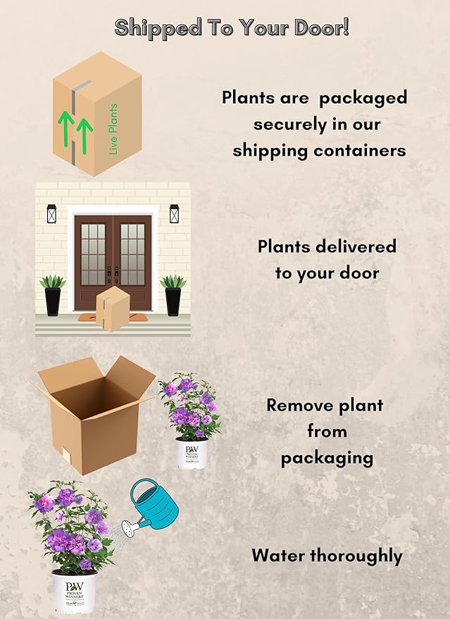 2 Gallon Proven Winners Hibiscus Dark Lavender Chiffon Shrub