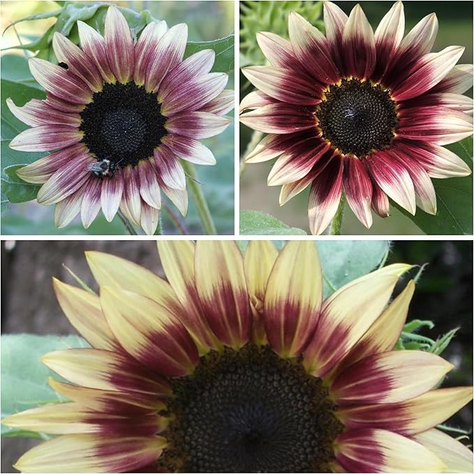 Seed Needs, Cherry Rose Sunflower Seeds - 50 Hybrid Seeds for Planting Helianthus annuus - Bi-Color Blooms for an Outdoor Butterfly Garden, Great Cut Flowers (5 Packs)