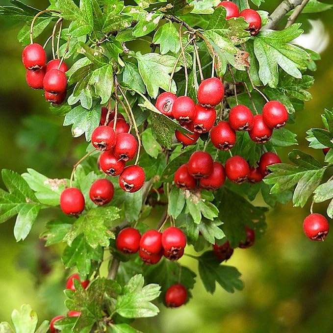 CHUXAY GARDEN 20 Seeds English Hawthorn Seeds for Planting Outdoors Heirloom Crataegus Laevigata Seed Deciduous Shrub Hawthorn Tree Plant Edible Sweet Fruit