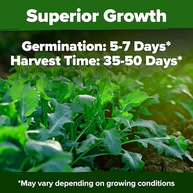 HOME GROWN Arugula Roquette Seeds 2 Pack (9g) 4350 Non-GMO Heirloom Arugula Seeds for Planting - Best for Outdoor Gardens, Providing Fast-Growing Greens for Salads and Sandwiches - Eruca vesicaria