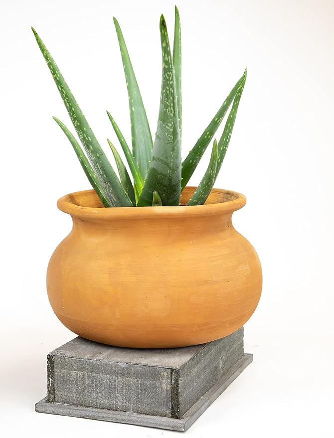 Live Aloe Vera Plant Live Succulents Plants Live Plants (6 in), Aloe Plant Live Succulent Plants Live Aloe Plants Live Houseplants, Aloe Vera Plant Indoor Succulents Indoor Plants by Plants for Pets