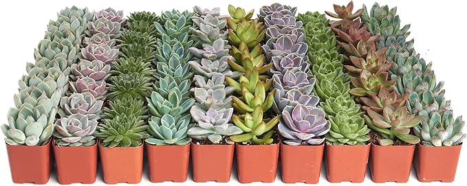 Shop Succulents Rosette Succulent Plant Pack Collection - Live Mini Succulent Plants, Low Maintenance, Floral Shaped Mix of Colors & Textures - Wedding and Party Favors, Gift & Garden, Pack of 32