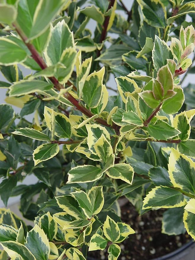 Ilex X meserveae 'Honey Maid' (Varigated Holly) Evergreen, yellow & blue/green varigated foliage, 2 - Size Container