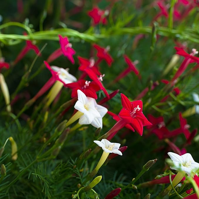 Outsidepride 200 Seeds Annual Cypress Vine Flower Seed Mix for Planting