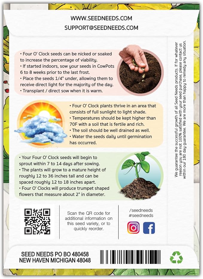 Seed Needs, Yellow Four O' Clock Seeds - 60 Heirloom Seeds for Planting Mirabilis Jalapa - Tender Perennial Flowers to Attract Butterflies, Hummingbirds & Other Pollinators (2 Packs)