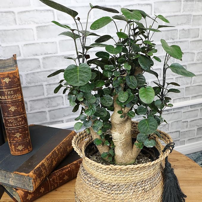 8" Fabian Stump Aralia, Rare House Plants Live Indoor House Plants, Exotic House Plants Indoors Live Plants Indoor, Rare Plants Live Houseplants Live Indoor Plants Live Houseplants by Plants for Pets