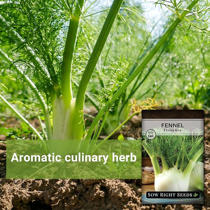 Sow Right Seeds - Florence Fennel Seed for Planting - Non-GMO Heirloom Packet with Instructions to Plant and Grow in Your Herbal Garden - Great for Seasoning and Cooking - Attract Pollinators (1)