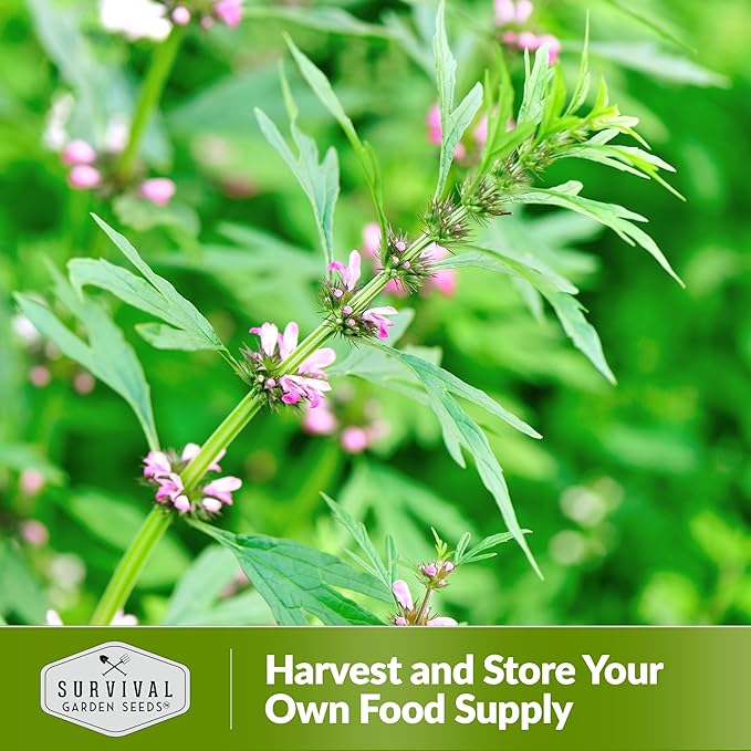 Motherwort Seed for Planting - 1 Packet with Instructions to Plant and Grow Lion's Tail Medicinal Herbs in Your Home Herb Garden - Non-GMO Heirloom Variety - Survival Garden Seeds