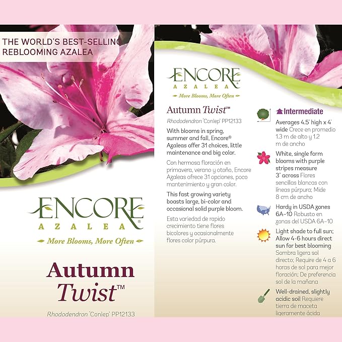 2 Gallon Encore Azalea Autumn Twist Shrub