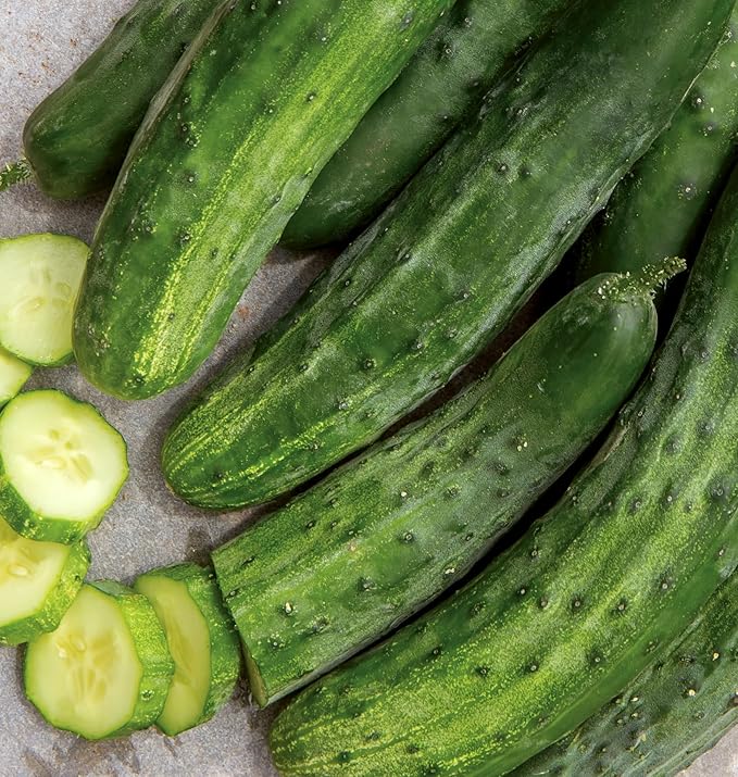 Burpee 'Bush Champion' Slicing Cucumber Seeds, 60 Non-GMO seeds, Container Friendly, Burpee Exclusive