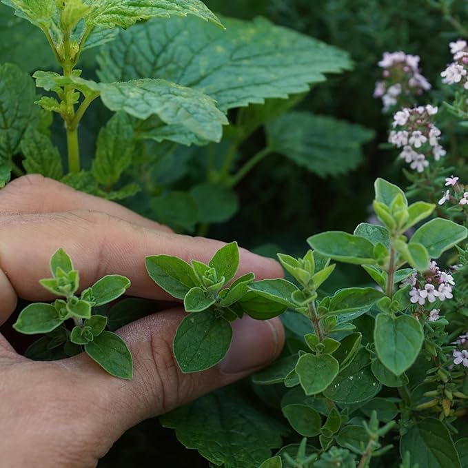 Organic Common Italian Oregano Seeds - USDA Organic, Non-GMO, Open Pollinated, Heirloom (5 Packets - 2.5 Grams - Approx 2250 Seeds)