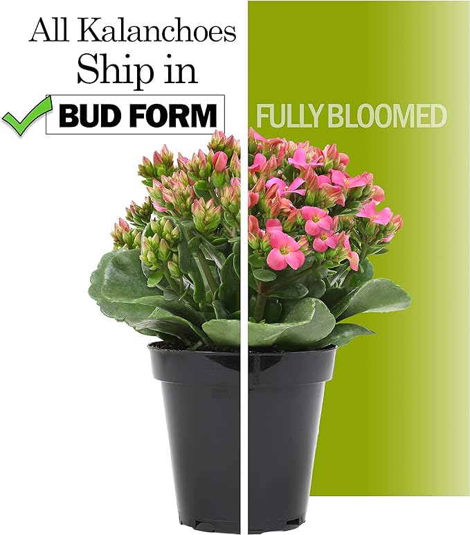 Kalanchoe Live Succulents Plants Live Flowers (3 Pack), Kalanchoe Plant Live Succulent Plants, Kalanchoe Plants Live Indoor Plants Live Houseplants, Fresh Flowers for Delivery Prime by Plants for Pets