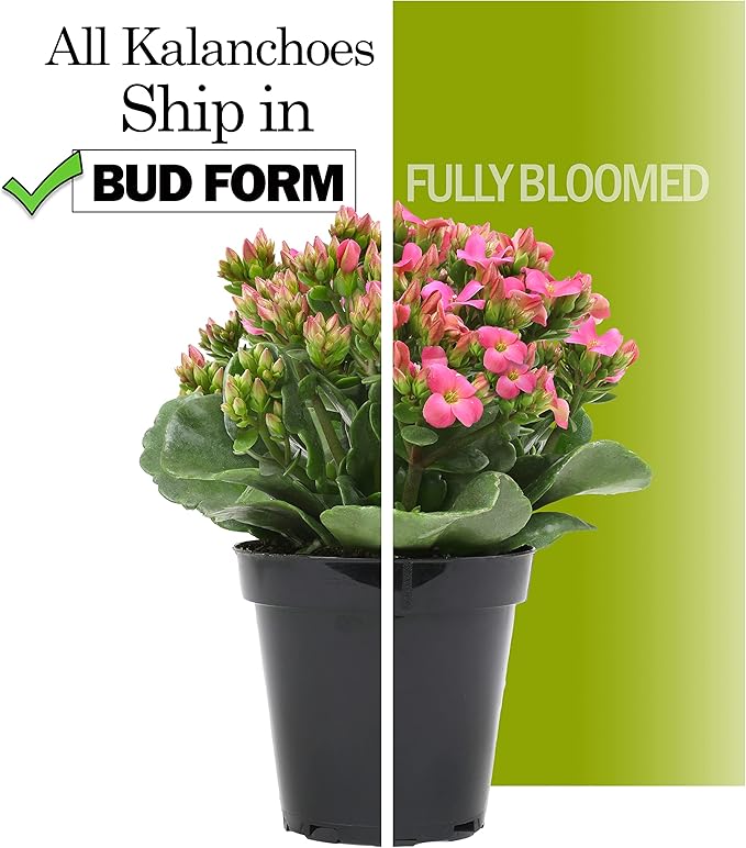 Kalanchoe Plant Succulents Plants Live Houseplants, Live Succulents Live House Plants in Clay Pots, Succulent Plants Live Plants Indoor Plants, Live Succulent Plant Lover Gifts by Plants for Pets