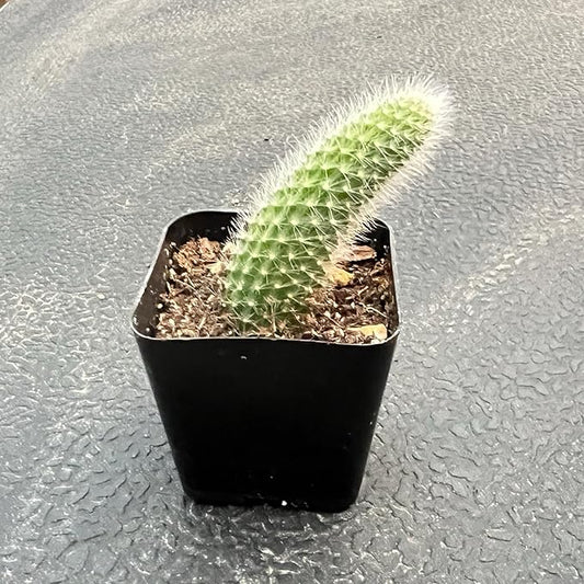 Rare Cactus Plants, 2" Monkey Tail Cactus, Live Succulent Cacti Plants Fully Rooted in Grower Pots, Easy Care House Plant