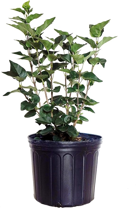 Syringa X hya. 'Pocahontas' (Lilac) Shrub, purple flowers, #3 - Size Container