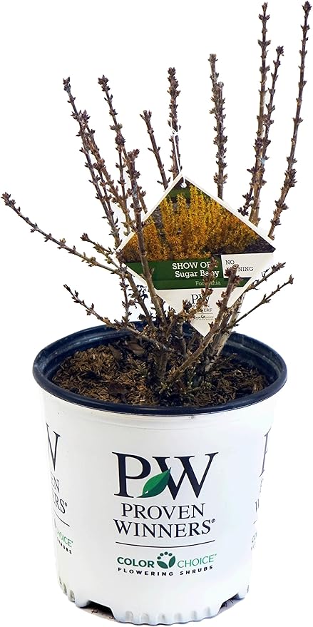 Proven Winners - Forsythia Show Off Sugar Baby (Forsythia) Shrub, yellow flowers, #2 - Size Container