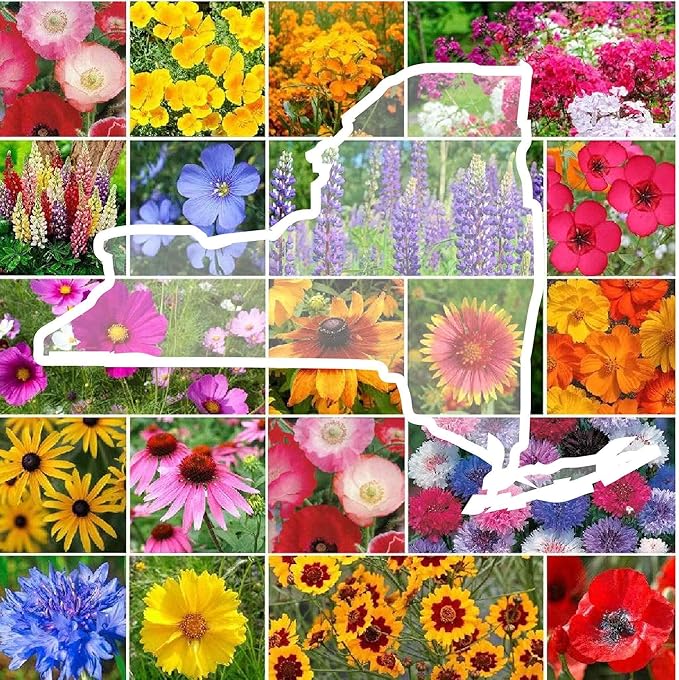 Eden Brothers New York Wildflower Mixed Seeds for Planting, 1 oz, 30,000+ Seeds with Coneflower, Cosmos | Attracts Pollinators, Plant in Spring or Fall, Zones