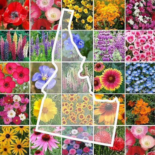 Eden Brothers Idaho Wildflower Mixed Seeds for Planting, 1 lb, 480,000+ Seeds with Foxglove, Cosmos | Attracts Pollinators, Plant in Spring or Fall, Zones